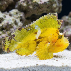 Leaf Fish