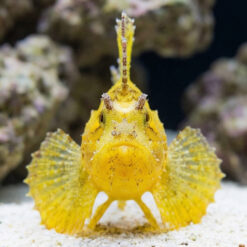 Alternative view of Leaf Fish
