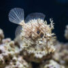 Leafy Filefish