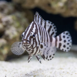 Alternative view of Zebra Leather Grouper