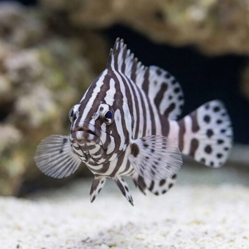 Zebra Leather Grouper - Image 2