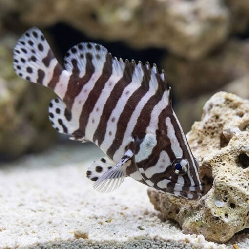 Zebra Leather Grouper - Image 3