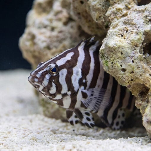 Zebra Leather Grouper - Image 4