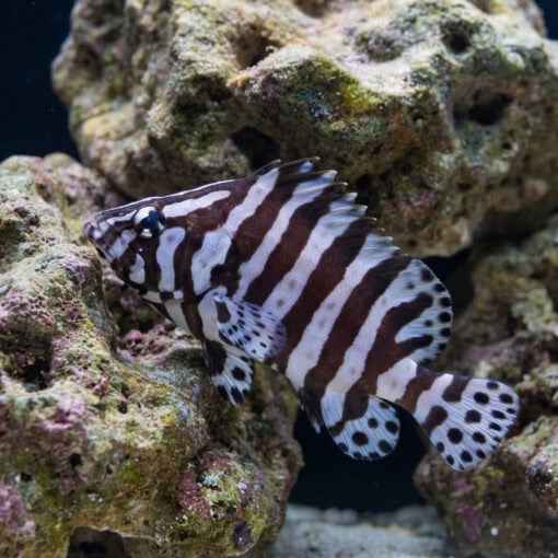 Zebra Leather Grouper - Image 5