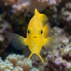 Alternative view of Lemon Drop Damsel