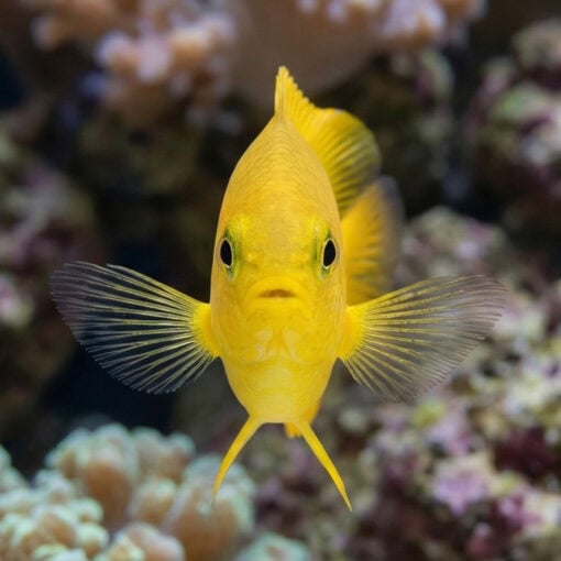 Lemon Drop Damsel - Image 2