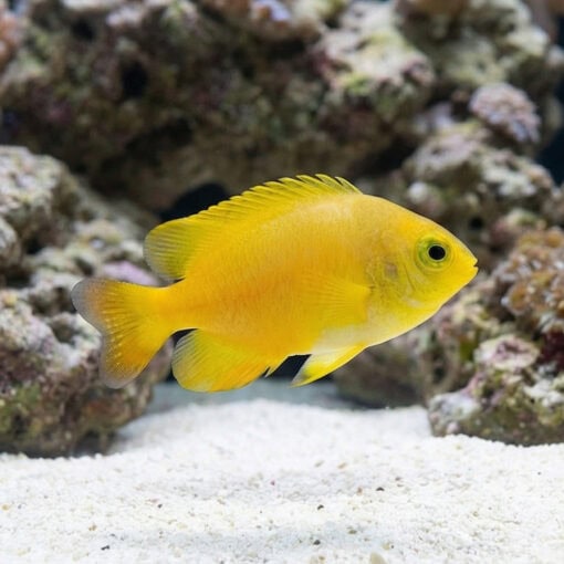 Lemon Drop Damsel - Image 3