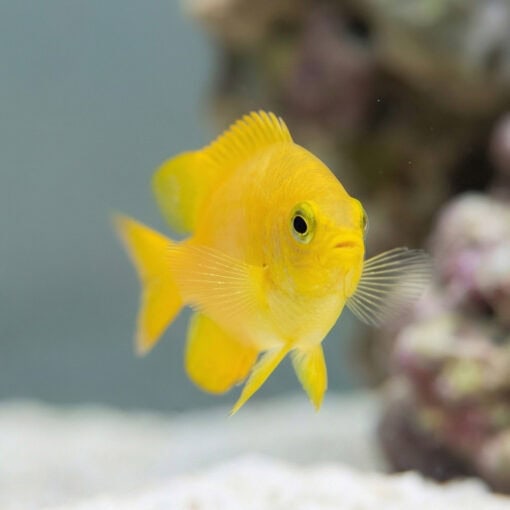 Lemon Drop Damsel - Image 4