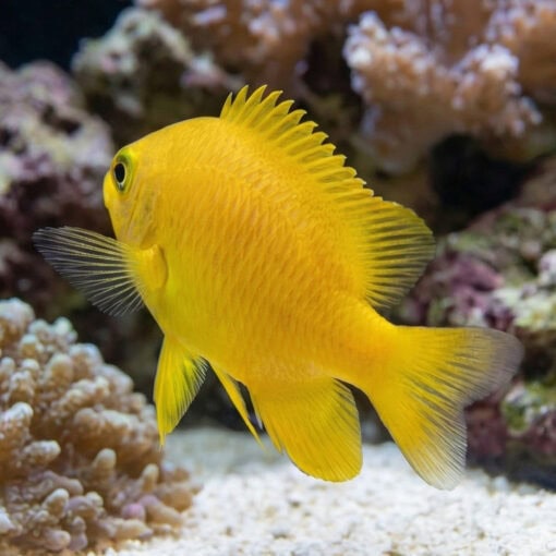 Lemon Drop Damsel - Image 5