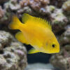 Lemon Drop Damsel