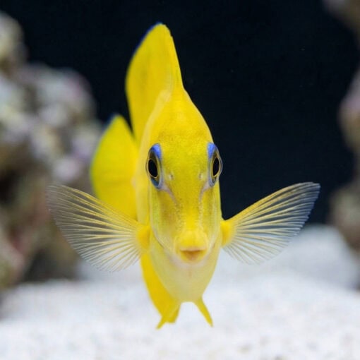 Yellow Mimic (Chocolate) Tang - Image 2
