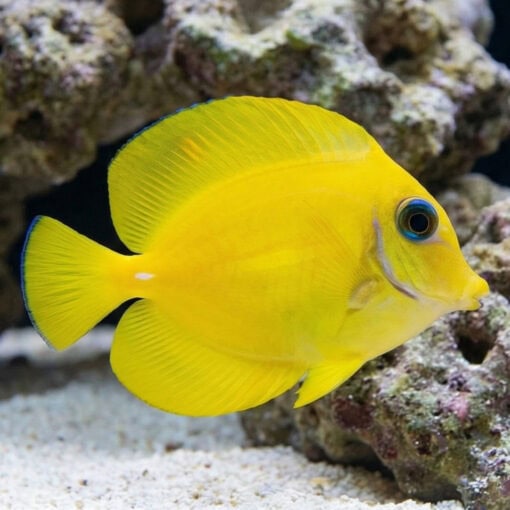 Yellow Mimic (Chocolate) Tang - Image 3