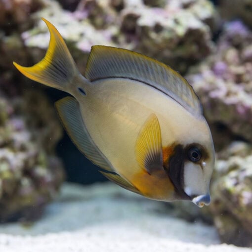 Yellow Mimic (Chocolate) Tang - Image 5