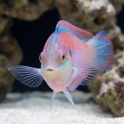 Kuiter's Leopard Wrasse - Image 2