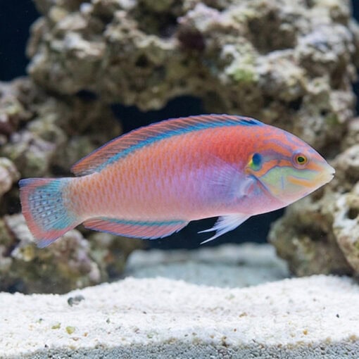 Kuiter's Leopard Wrasse - Image 4