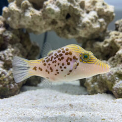 Leopard Puffer
