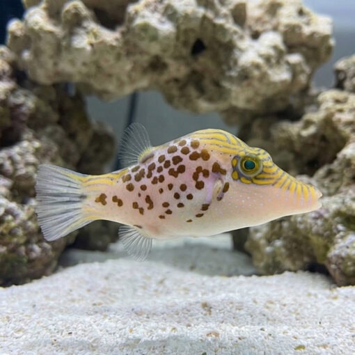 Leopard Puffer