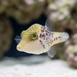 Alternative view of Leopard Puffer