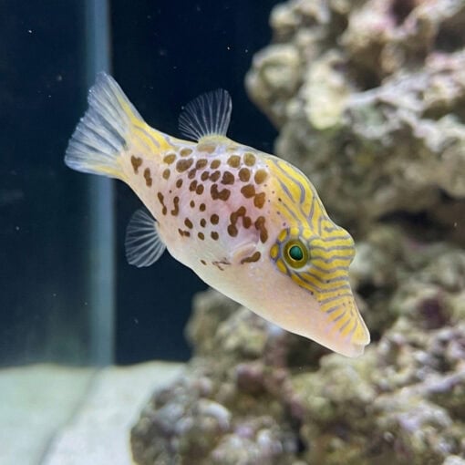 Leopard Puffer - Image 3