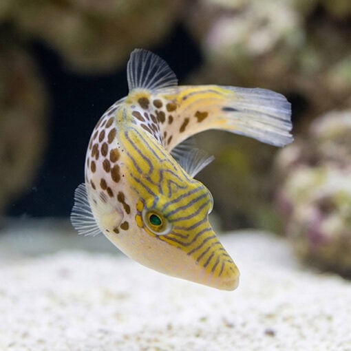 Leopard Puffer - Image 4