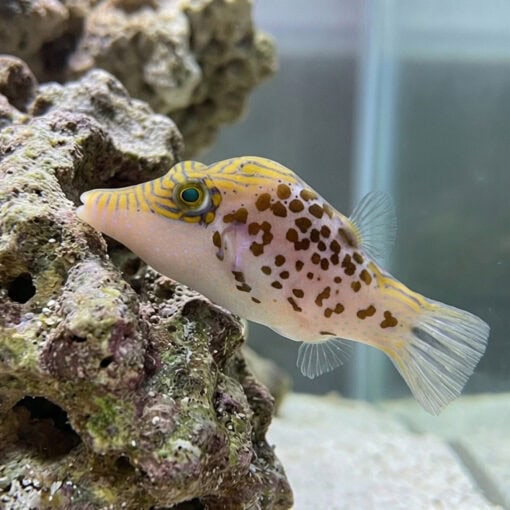 Leopard Puffer - Image 5