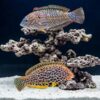 Leopard Wrasse