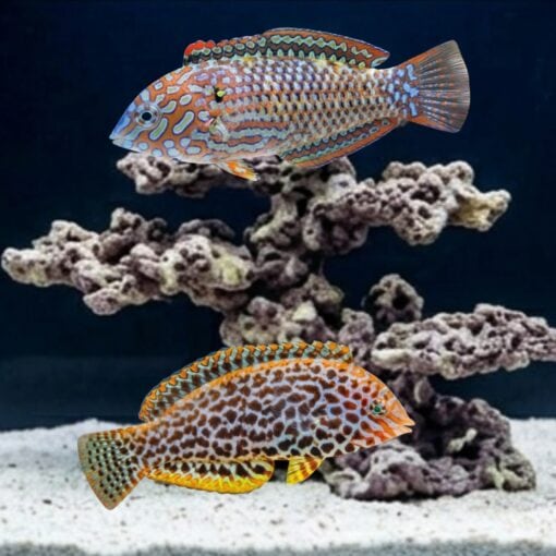 Leopard Wrasse