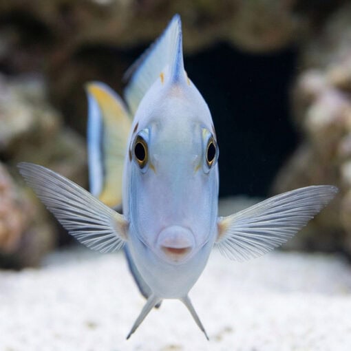 Tennenti Tang - Image 2