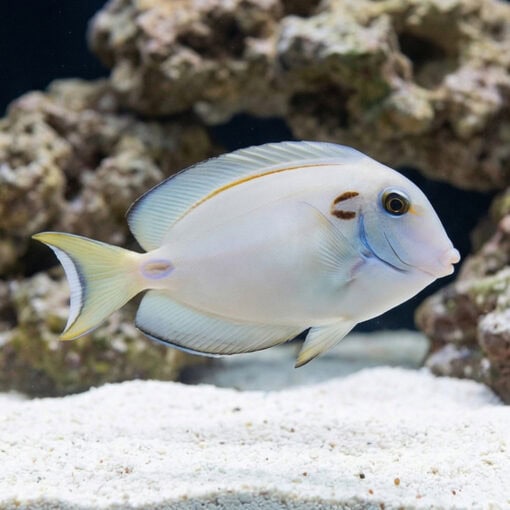 Tennenti Tang - Image 3