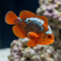 Lightning Maroon Clownfish: Captive Bred