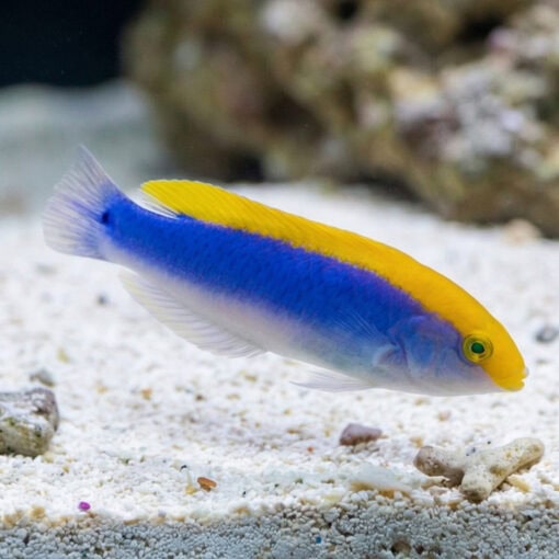 Lightning Wrasse