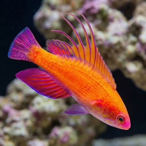 Line Spot Flasher Wrasse