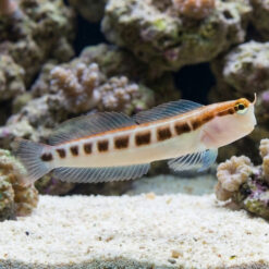Linear Blenny