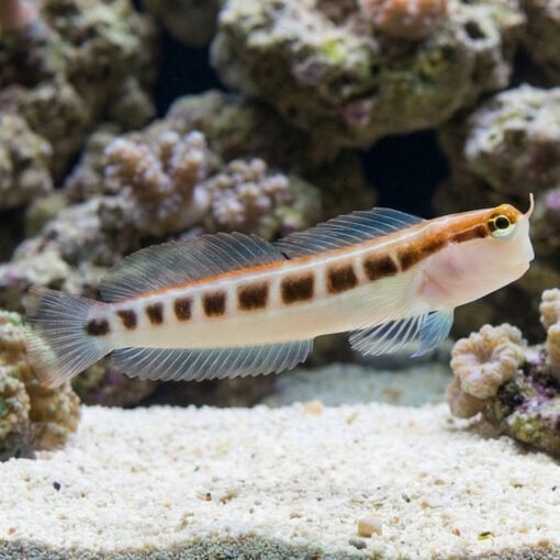 Linear Blenny