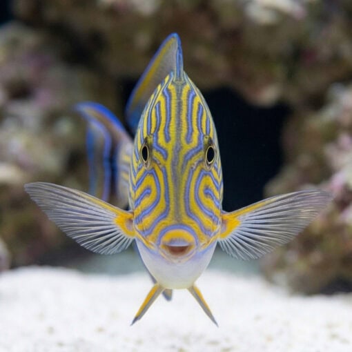 Clown Tang - Image 2
