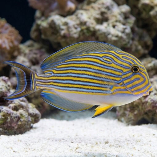 Clown Tang - Image 3