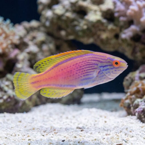 Lineatus Wrasse - Image 3