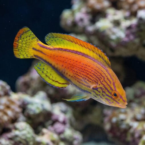 Lineatus Wrasse - Image 4