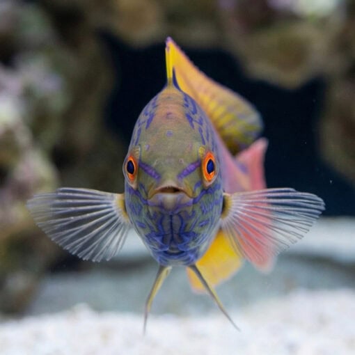 Lineatus Wrasse - Image 2