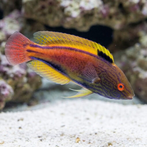 Lineatus Wrasse - Image 5