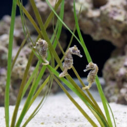 Alternative view of Dwarf Seahorse