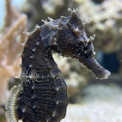 Alternative view of Erectus Seahorse