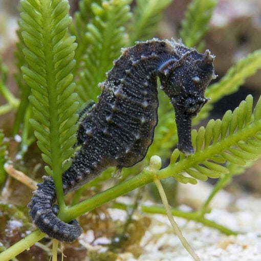 Erectus Seahorse - Image 5