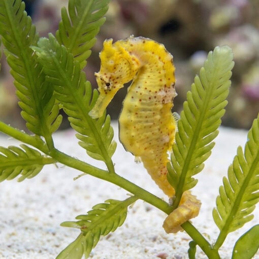 Erectus Seahorse - Image 3