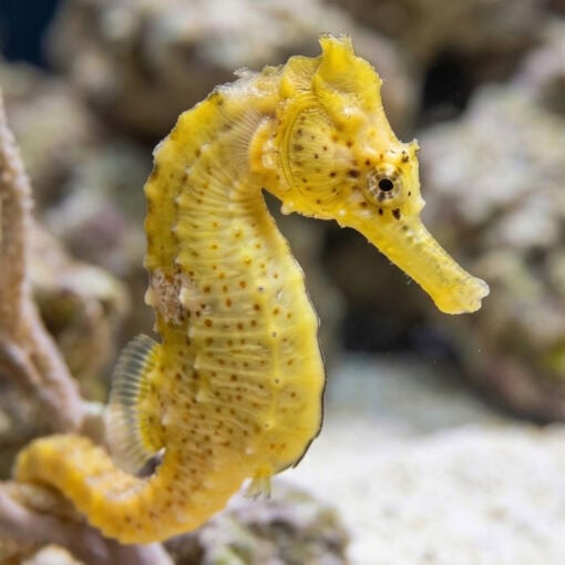 Erectus Seahorse - Image 4