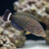 Lined Tamarin Wrasse
