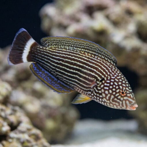 Lined Tamarin Wrasse