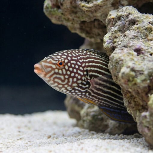Lined Tamarin Wrasse - Image 2