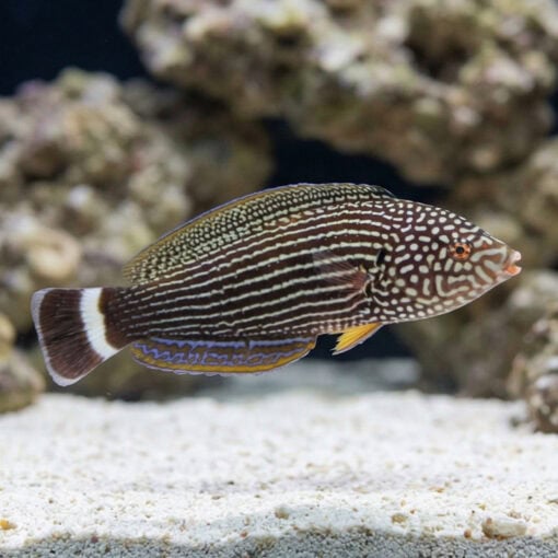 Lined Tamarin Wrasse - Image 3