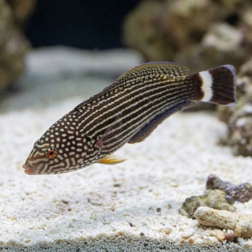 Lined Tamarin Wrasse - Image 4